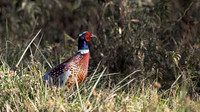 Ring-necked Pheasant