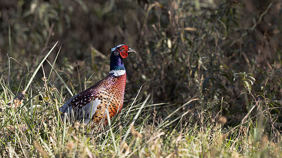 Ring-necked Pheasant