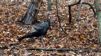 Wild Turkey