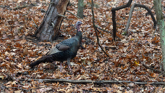 Wild Turkey
