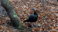 Wild Turkey