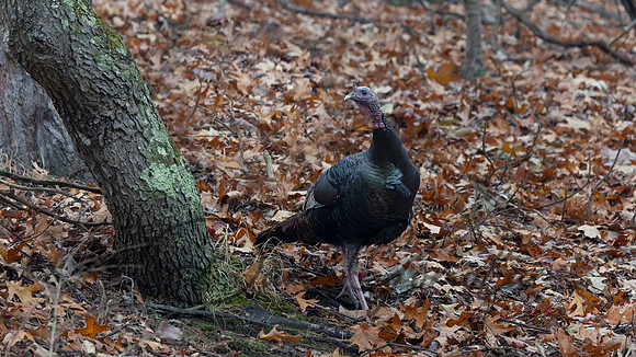 Wild Turkey