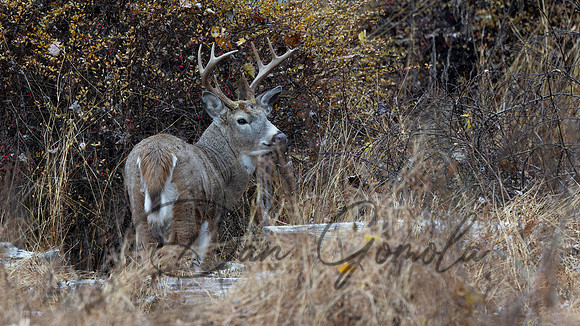 White-tailed Deer
