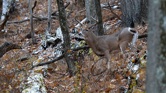 White-tailed Deer