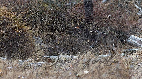 White-tailed Deer