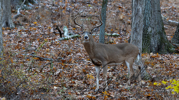 White-tailed Deer