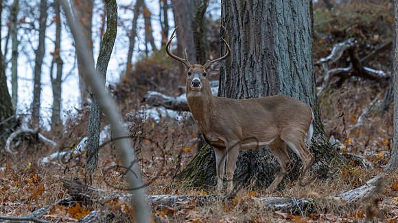 White-tailed Deer