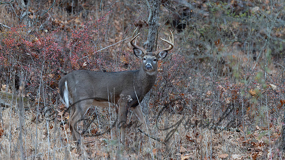 White-tailed Deer