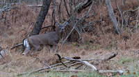 White-tailed Deer