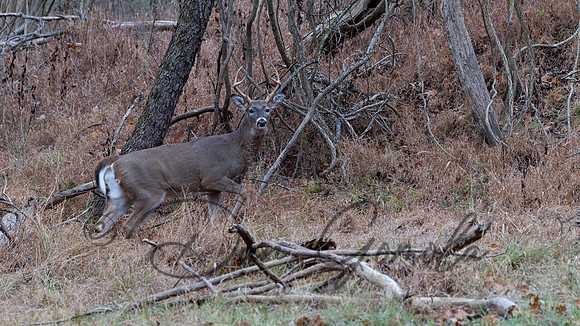 White-tailed Deer
