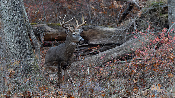 White-tailed Deer