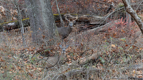 White-tailed Deer