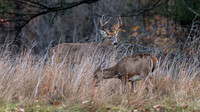 White-tailed Deer