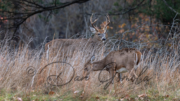 White-tailed Deer