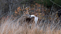 White-tailed Deer