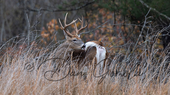 White-tailed Deer