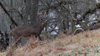 White-tailed Deer