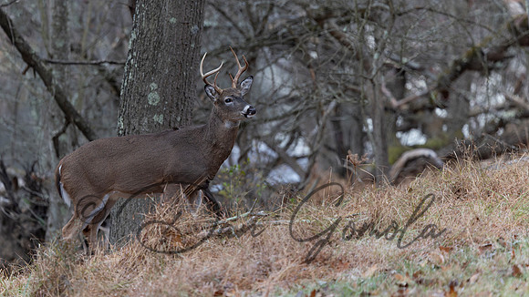 White-tailed Deer