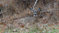 White-tailed Deer