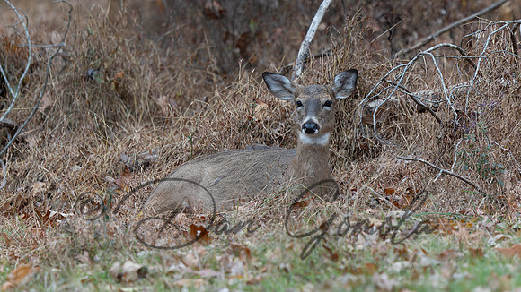 White-tailed Deer