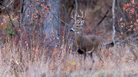 White-tailed Deer
