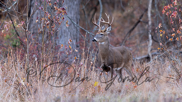 White-tailed Deer