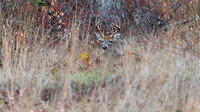 White-tailed Deer