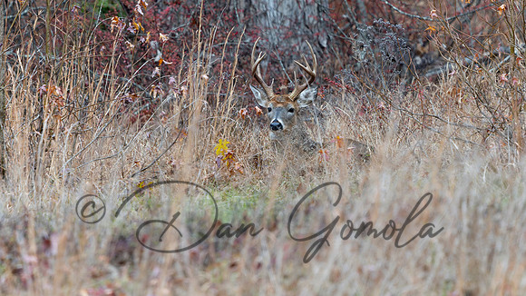 White-tailed Deer