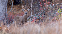 White-tailed Deer