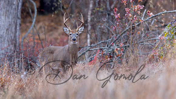 White-tailed Deer