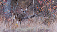 White-tailed Deer