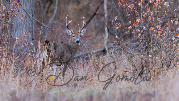 White-tailed Deer