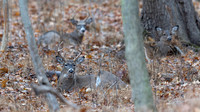 White-tailed Deer