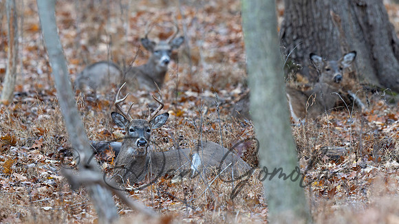 White-tailed Deer