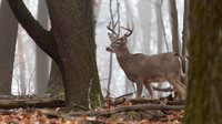 White-tailed Deer