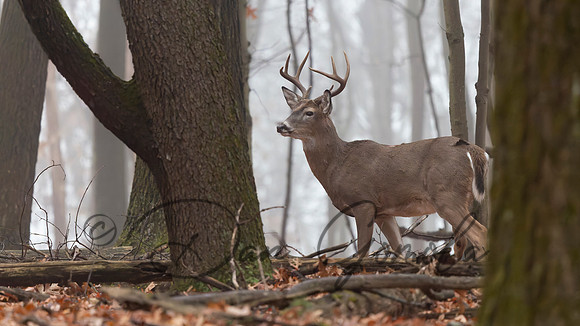 White-tailed Deer