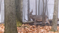 White-tailed Deer