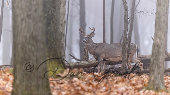 White-tailed Deer