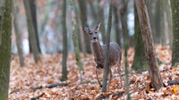 White-tailed Deer