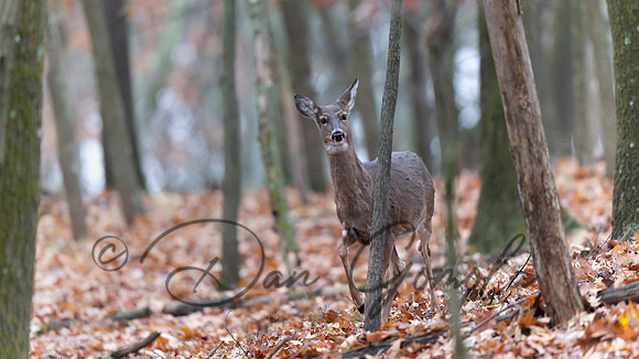 White-tailed Deer