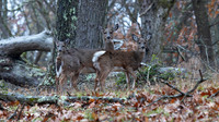 White-tailed Deer