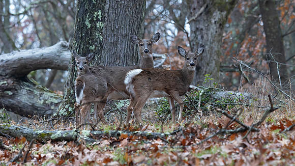 White-tailed Deer