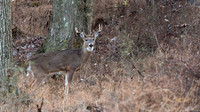 White-tailed Deer