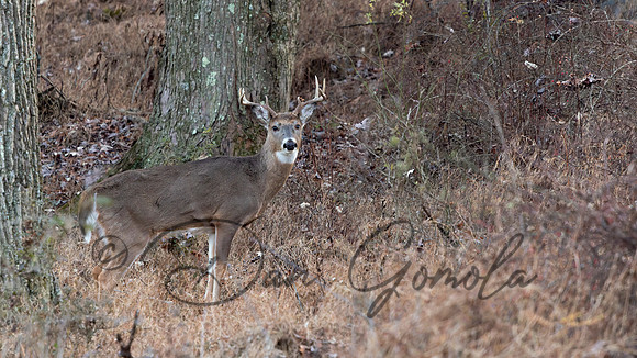 White-tailed Deer