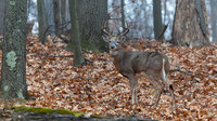 White-tailed Deer