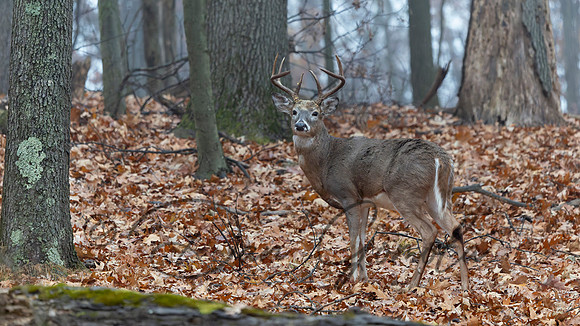 White-tailed Deer