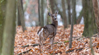 White-tailed Deer