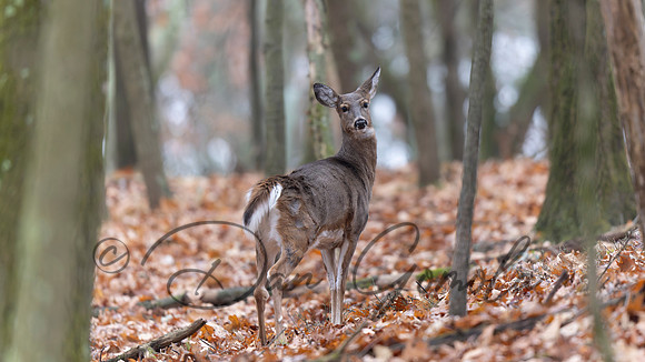 White-tailed Deer