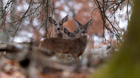 White-tailed Deer