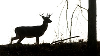 White-tailed Deer